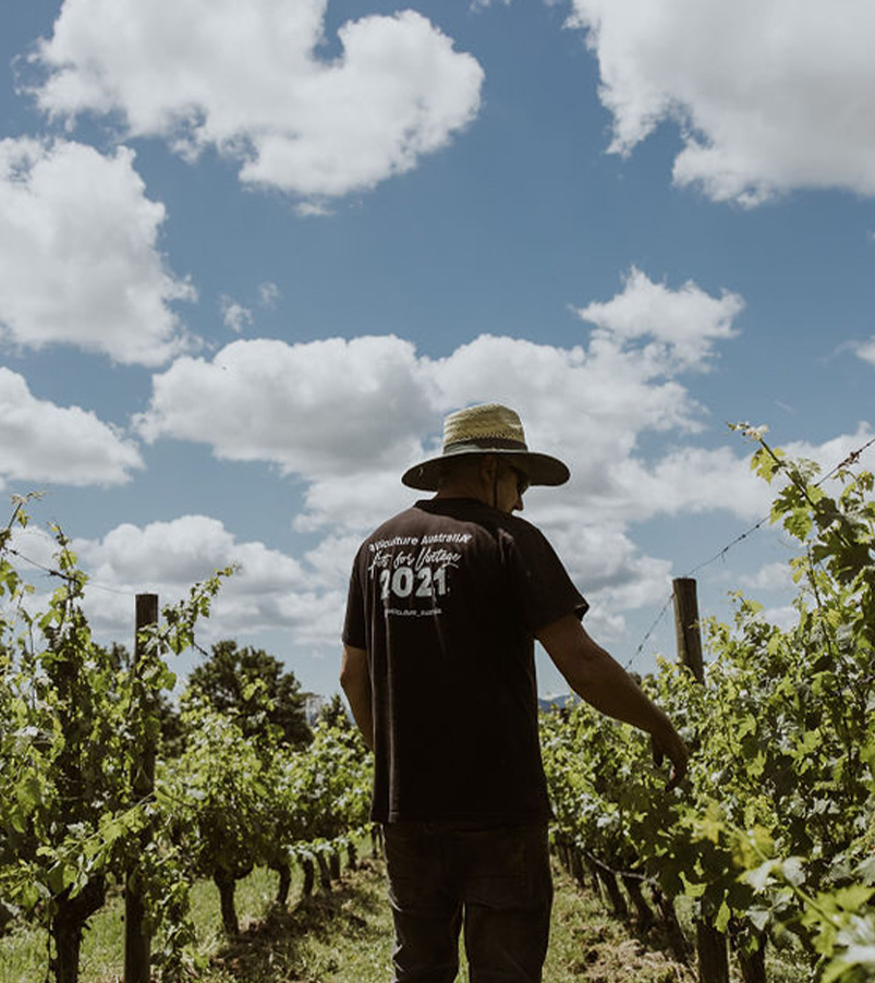 https://oakridgewines.com.au/wp-content/uploads/2023/02/Winemaking-1.jpg